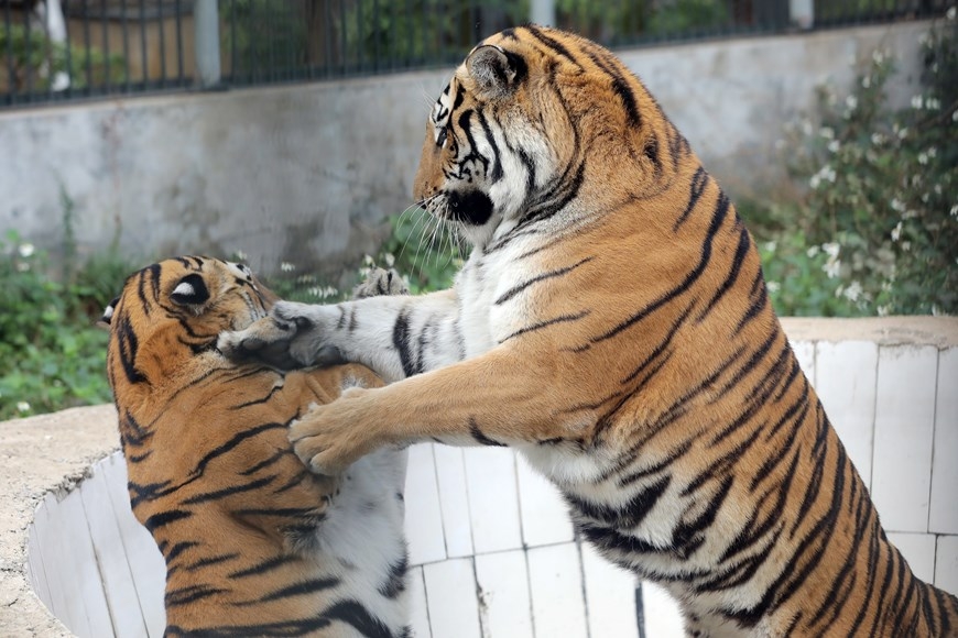 Рассказать о тигре в Годе Тигра
