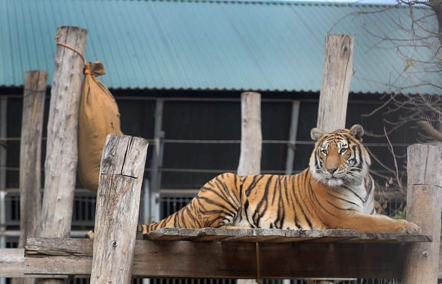 Рассказать о тигре в Годе Тигра