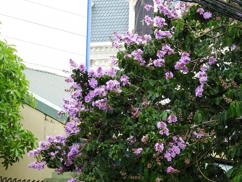 Фиолетовые цветы лагерстремии