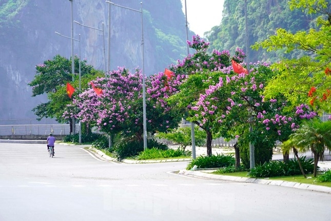 Цветы лагерстремия на улицах города Халонг