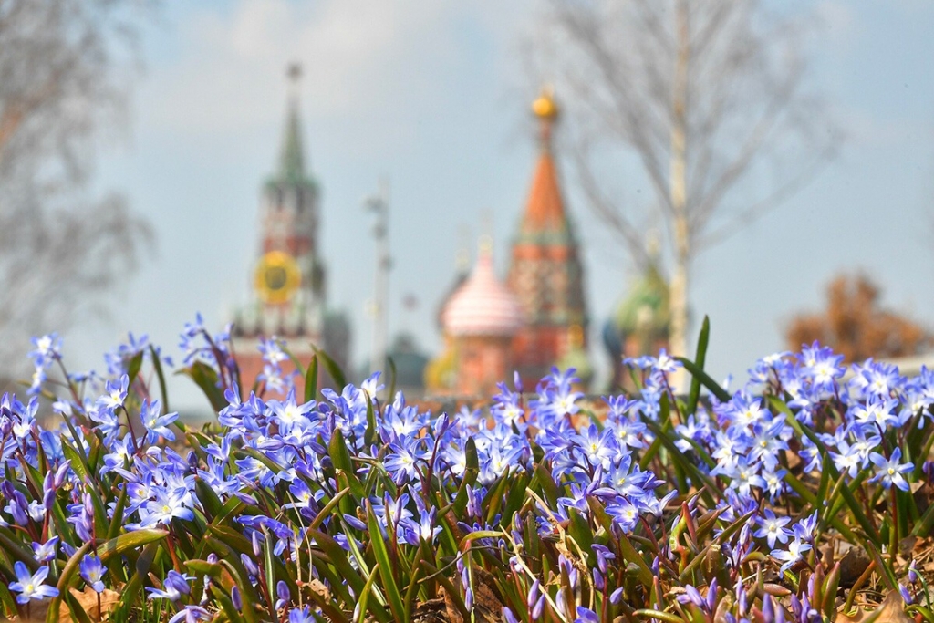 В России распускаются весенние цветы