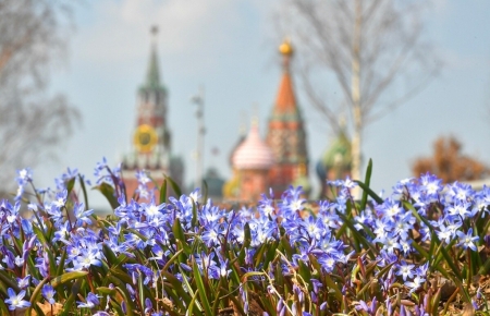 В России распускаются весенние цветы