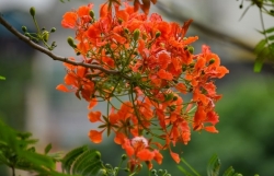 Огненные цветы королевской пуансианы окрасили Ханой в красный цвет