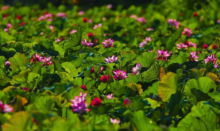 Сезон цветения лотоса в Ниньбине