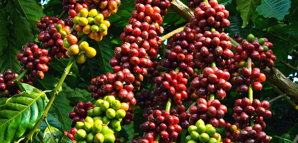 Запуск проекта по повышению ценности кофе и черного переца