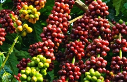 Запуск проекта по повышению ценности кофе и черного переца