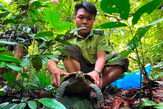 Куангбинь: получил 3 редких и находящихся под угрозой исчезновения горных черепах, которых необходимо защитить