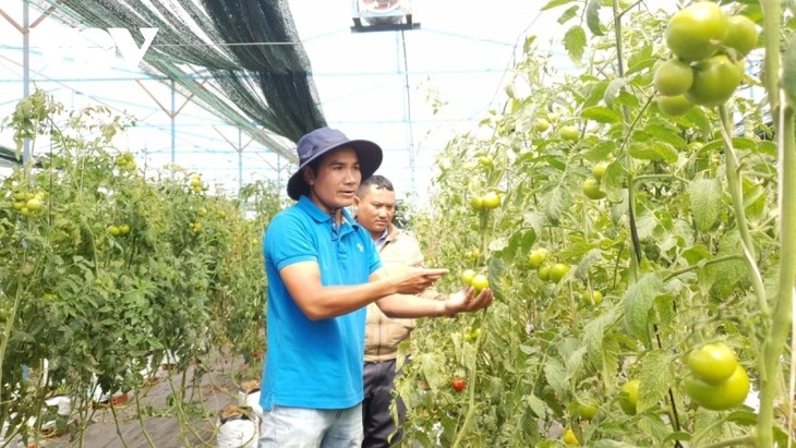 В провинции Ламдонг повышают стоимость сельхозпродукции за счет взаимодействия в производстве