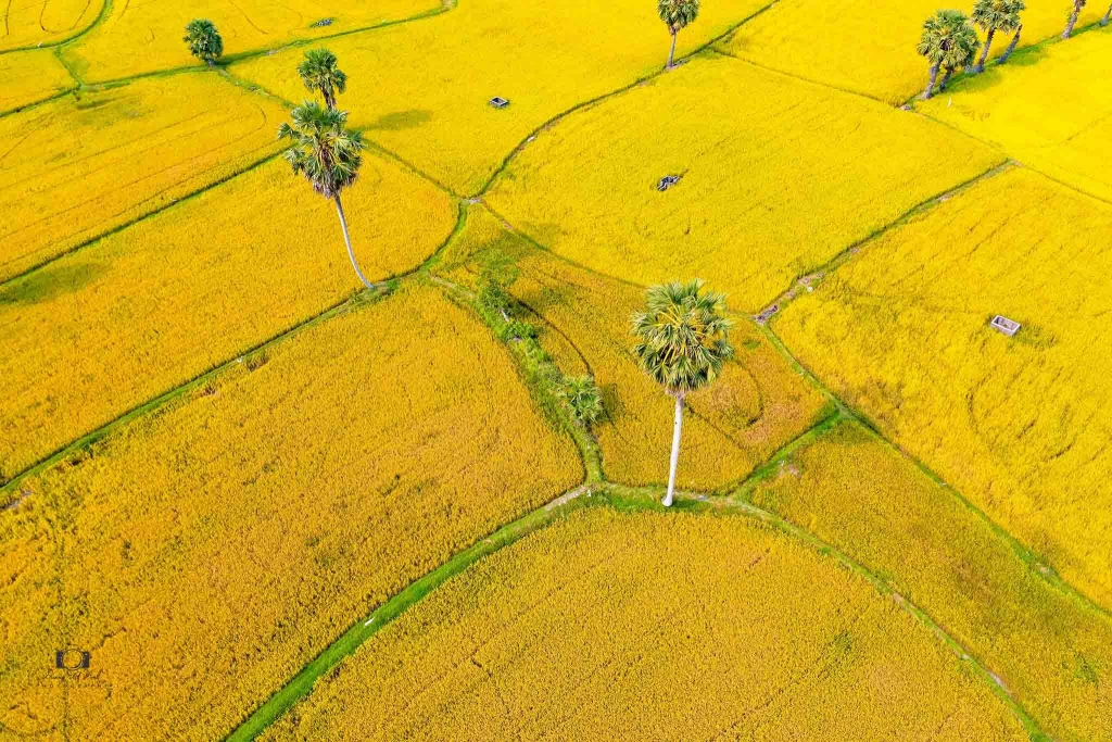 Красота полей Ванзяо в сезон спелого риса
