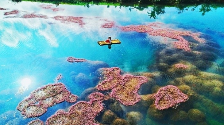 Красота озера с розовыми водорослями в Ламдонге