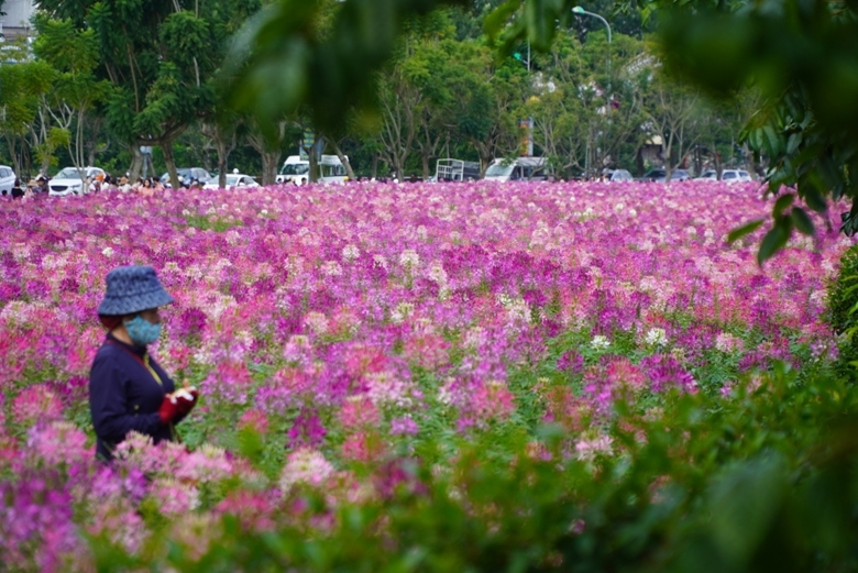 Цветочное поле Клеома Хасслера в центре города Далата