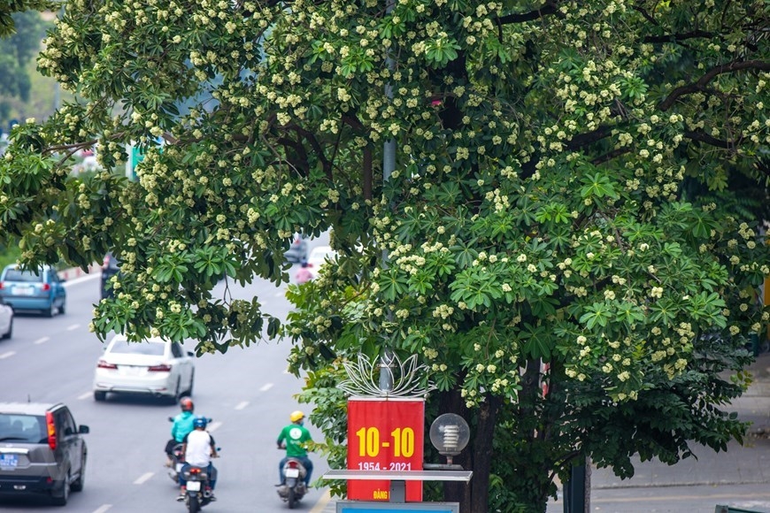 Типичные цветы на улицах Ханоя каждую осень