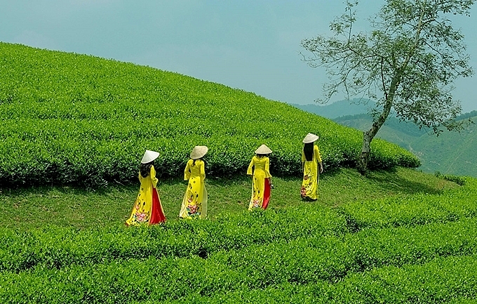 Созерцание чайного холма Лонгкок