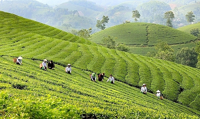 Созерцание чайного холма Лонгкок