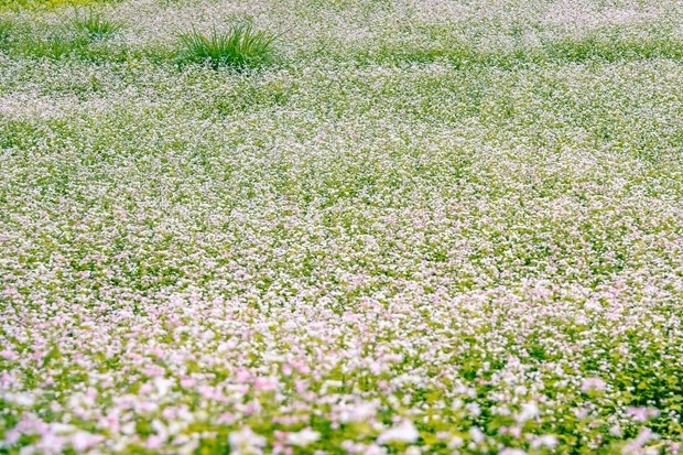 Красота сезона цветения гречихи на скалистом плато Хазянг
