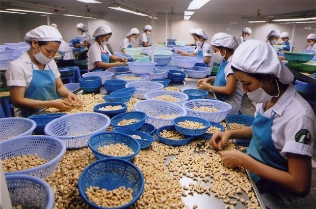 Вьетнам и Западная Африка стремятся активизировать сотрудничество в производстве орехов кешью