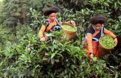 Экспортное путешествие органического чая Шантует Бакха