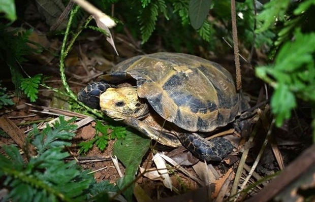 Редкие черепахи найдены в заповеднике Тханьхоа