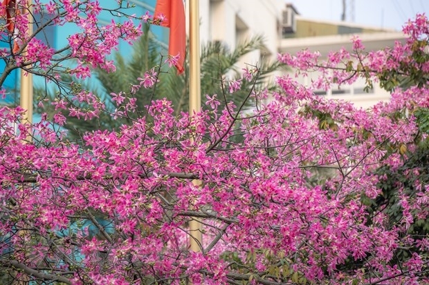 Дерево «хоризия великолепная» красиво цветет в центре Ханоя