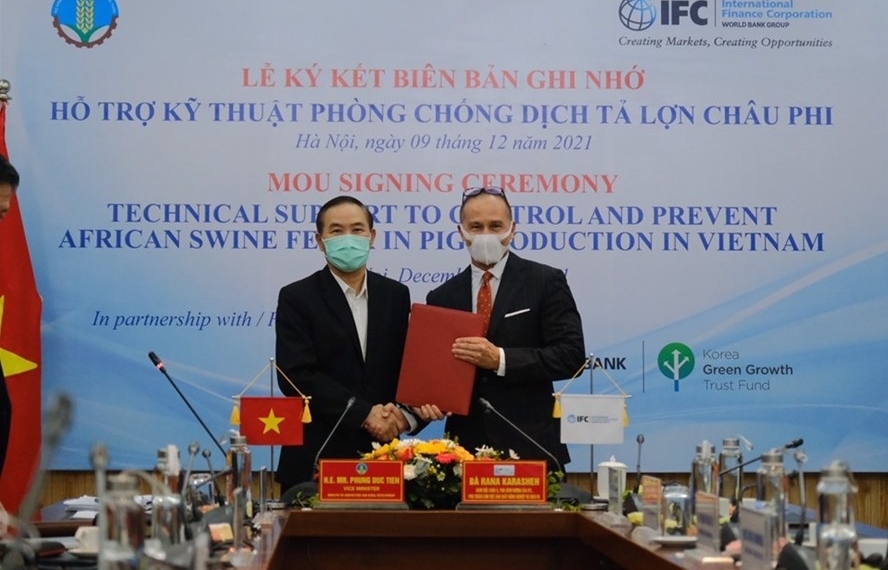 IFC поддерживает Вьетнам в борьбе с африканской чумой свиней