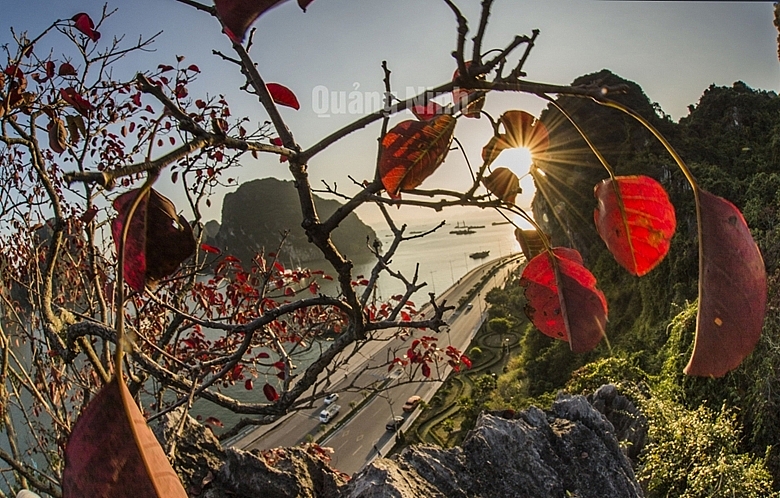 Красивый сезон красных листьев в Халонге