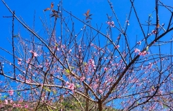 Подняться к «небесным вратам», чтобы увидеть цветущий персик