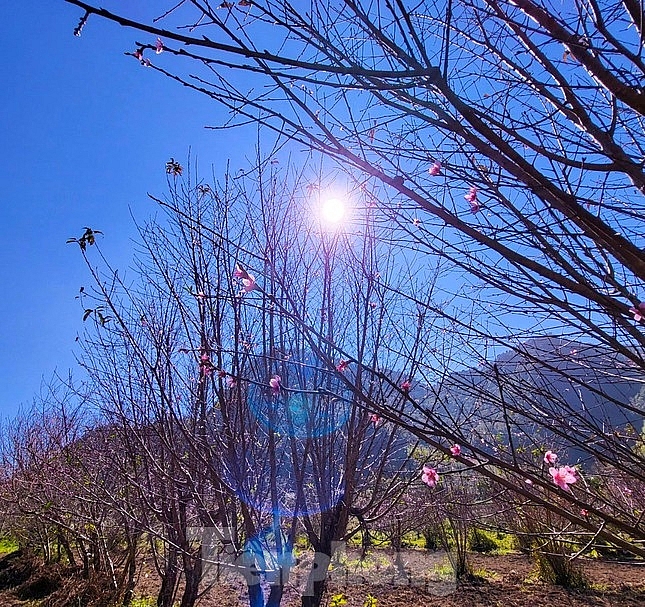 Подняться к «небесным вратам», чтобы увидеть цветущий персик