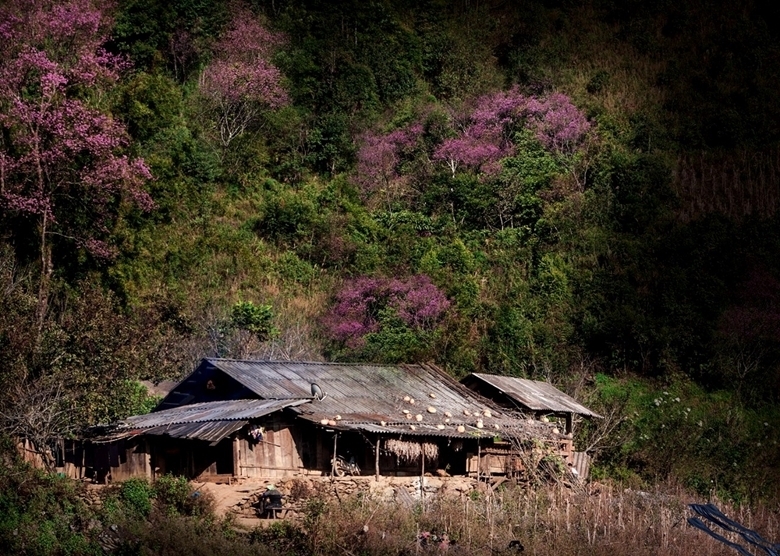 Сезон цветения лесного персика в Мукангчай