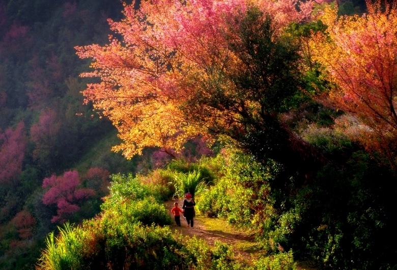 Сезон цветения лесного персика в Мукангчай