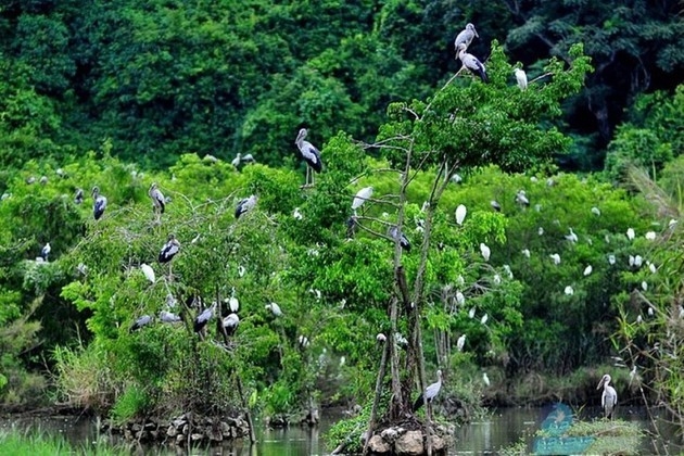 Парк птиц Тхунгнхам в провинции Ниньбинь